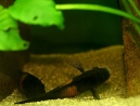 27-tropheus-spawning.jpg