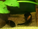 28-tropheus-spawning.jpg