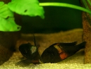 29-tropheus-spawning.jpg