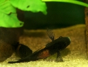 30-tropheus-spawning.jpg