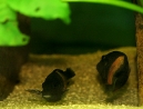 31-tropheus-spawning.jpg