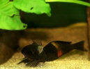 34-tropheus-spawning.jpg