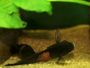 35-tropheus-spawning.jpg