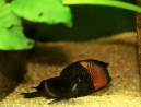 36-tropheus-spawning.jpg