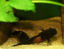 37-tropheus-spawning.jpg