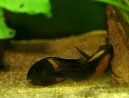 38-tropheus-spawning.jpg