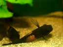 39-tropheus-spawning.jpg