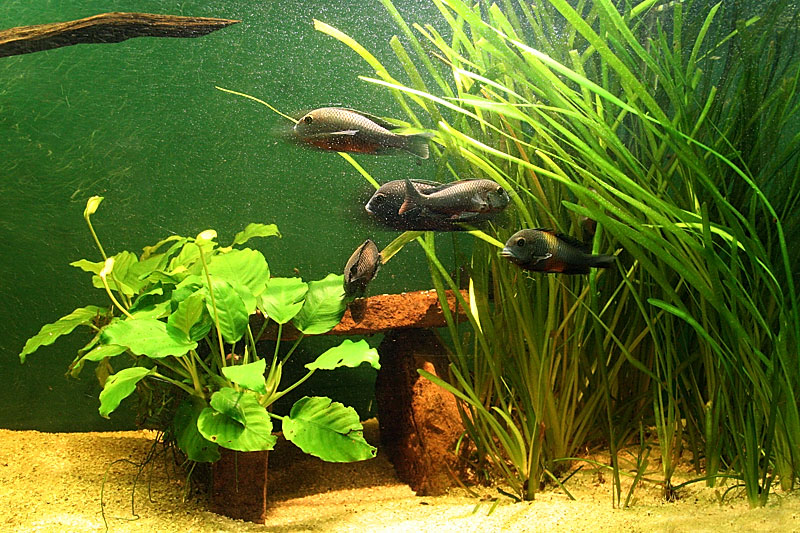 Valisneria and Anubias