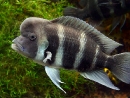 frontosa-1.jpg