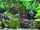 full-tank-Jan09.jpg