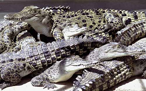 clump-of-jung-crocs.jpg