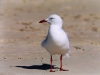 gull1.jpg