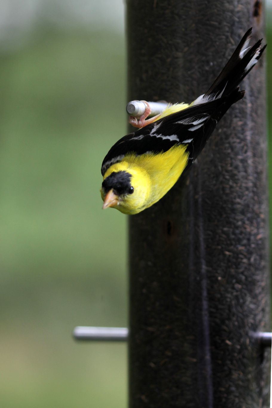 047-goldfinch-2