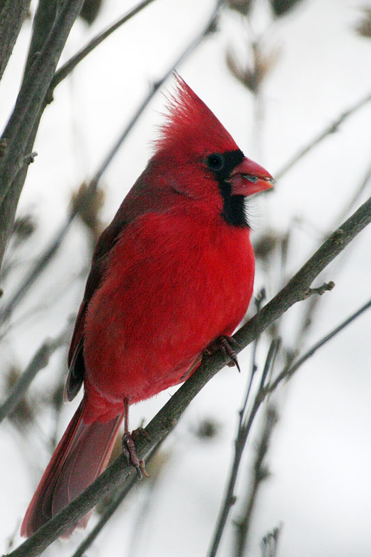 red-cardinal-1-web.jpg