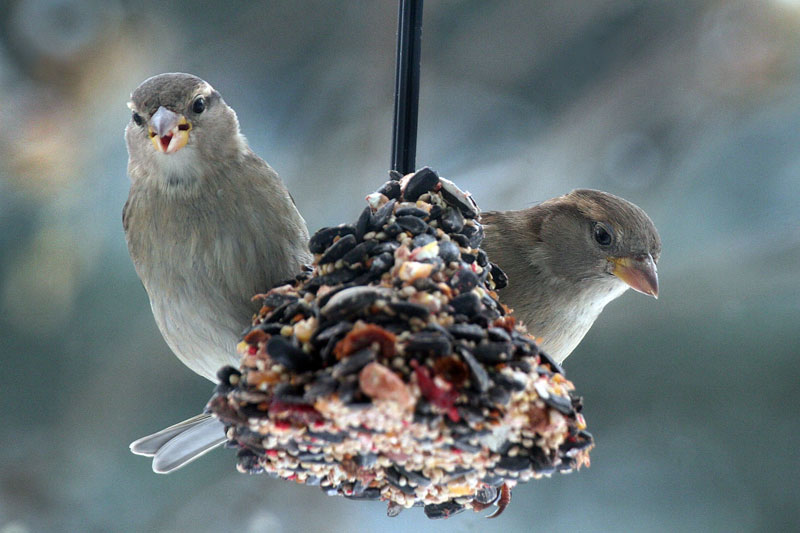 sparrows-1-web.jpg