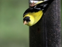 047-goldfinch-2