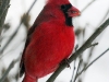 red-cardinal-1-web.jpg