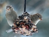 sparrows-1-web.jpg