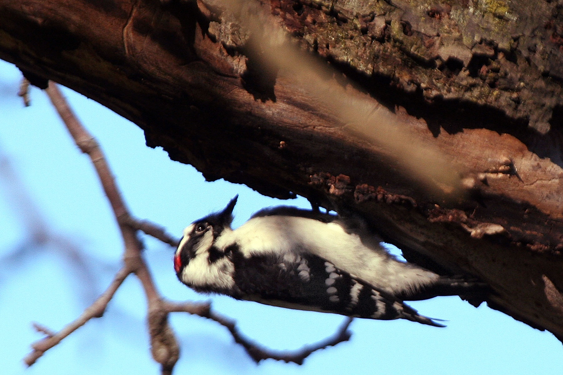 woodpecker.jpg