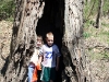 river-hollow-tree.jpg