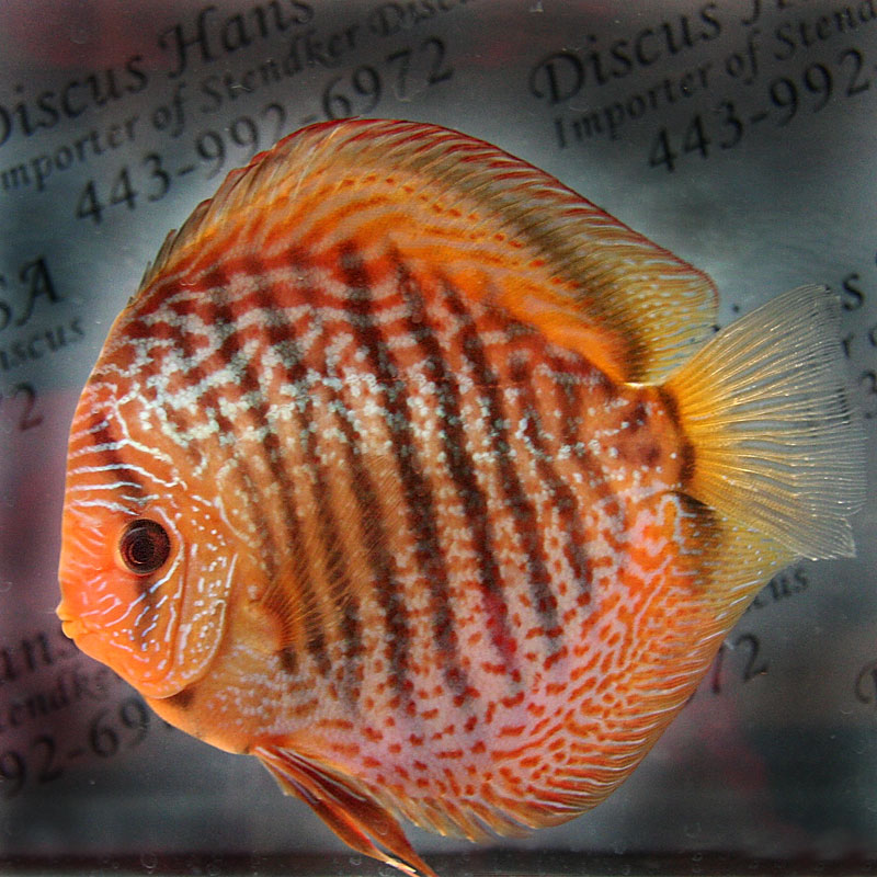 21-show-discus.jpg