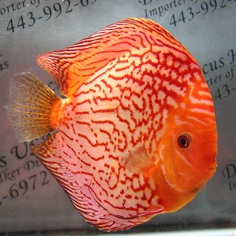 22-show-discus.jpg