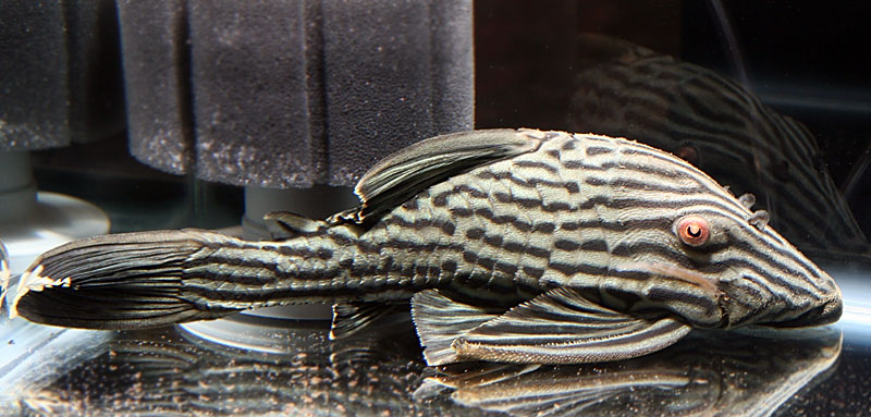 54-show-pleco.jpg