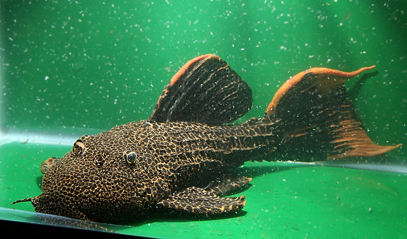 55-show-pleco.jpg