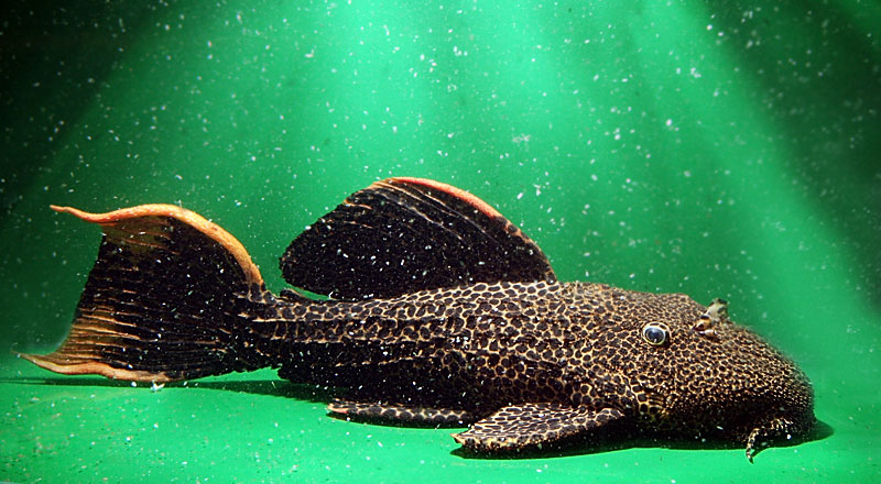 56-show-pleco.jpg