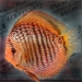 21-show-discus.jpg