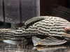 54-show-pleco.jpg