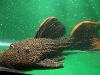 55-show-pleco.jpg