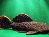 56-show-pleco.jpg