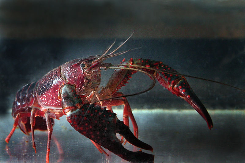 054-Show-Crayfish.jpg