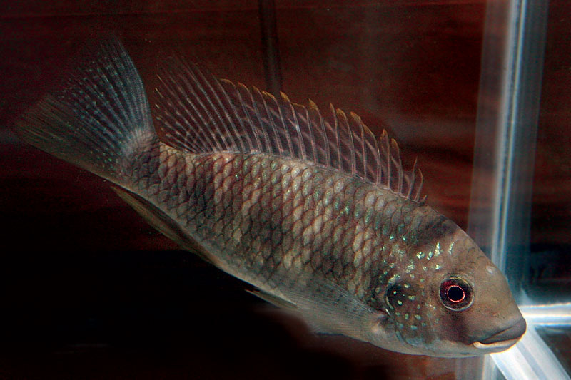 059-Show-Petrochromis.jpg