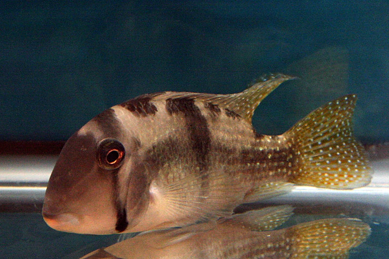 077-Geophagus.jpg