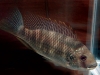 059-Show-Petrochromis.jpg