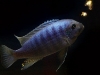 066-Mbuna.jpg