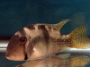 077-Geophagus.jpg