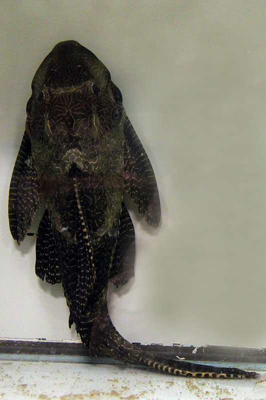 146-show-pleco