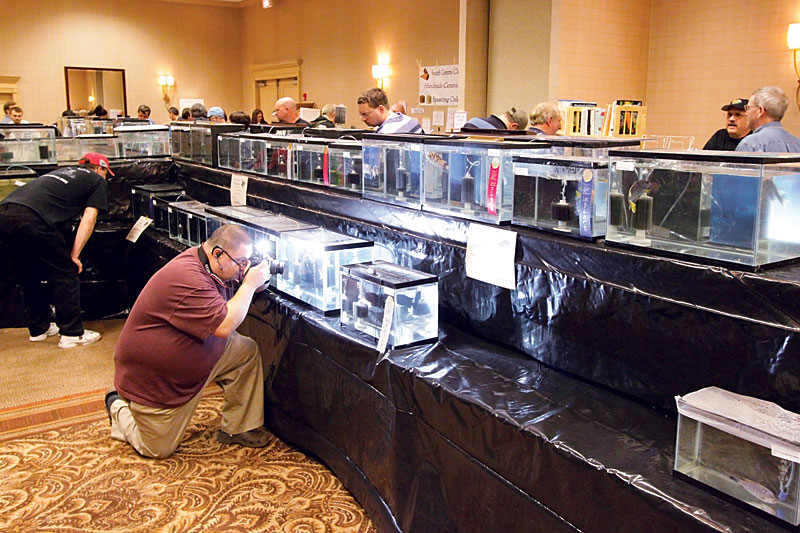 Extravaganza 2009 Show Room