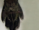 146-show-pleco