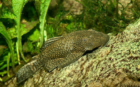 Ancistrus-female.jpg