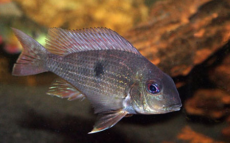 Geophagus-parnaibae-1.jpg