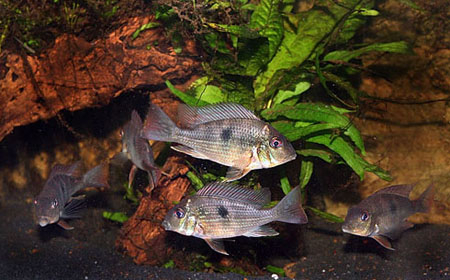 Geophagus-parnaibae-5.jpg