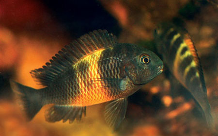 Tropheus.jpg