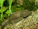 Ancistrus-female.jpg