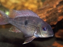 Geophagus-parnaibae-1.jpg