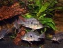 Geophagus-parnaibae-5.jpg