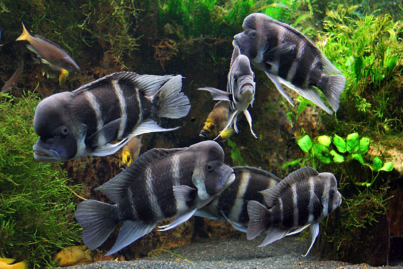 Frontosa